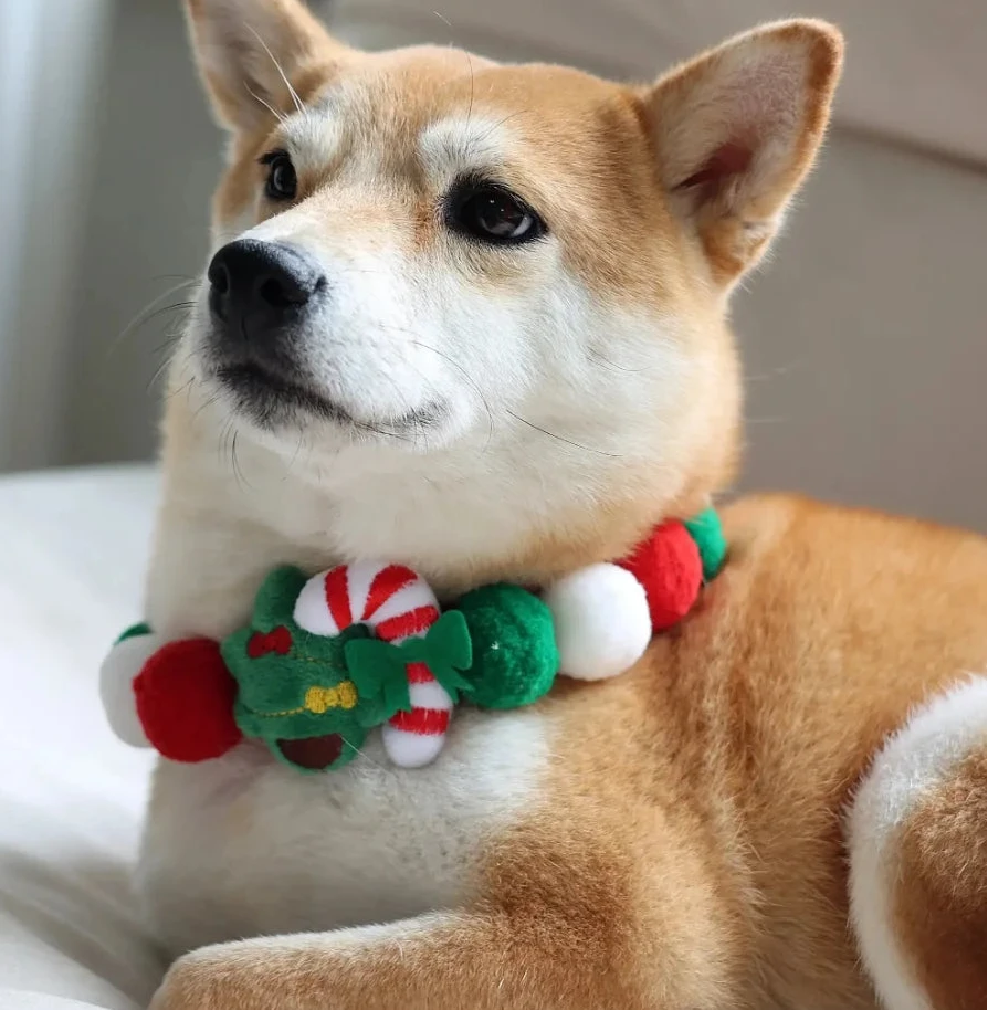Collier noel pour chien sur un shiba de couleur claire Image
