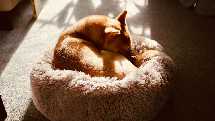 Petit shiba claire couché en boule dans un panier donut gris dans un salon sur de la moquette grise 