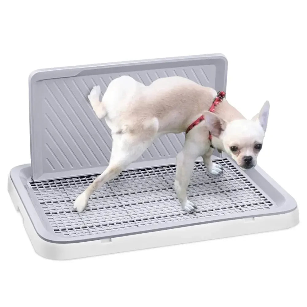 Chihuahua urinant sur le tapis de propreté blanc. Image produit Boutiquechien