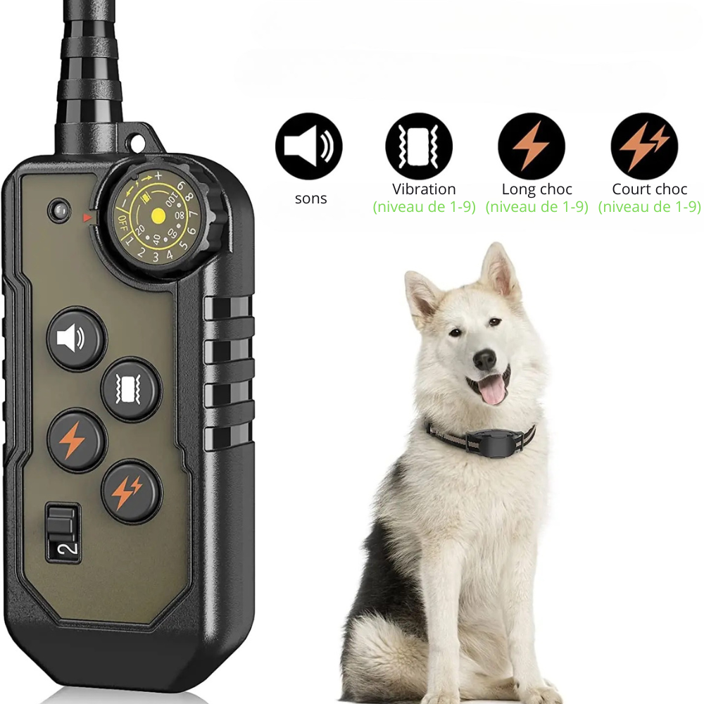 télécommande du collier de dressage chien de boutiquechien Image