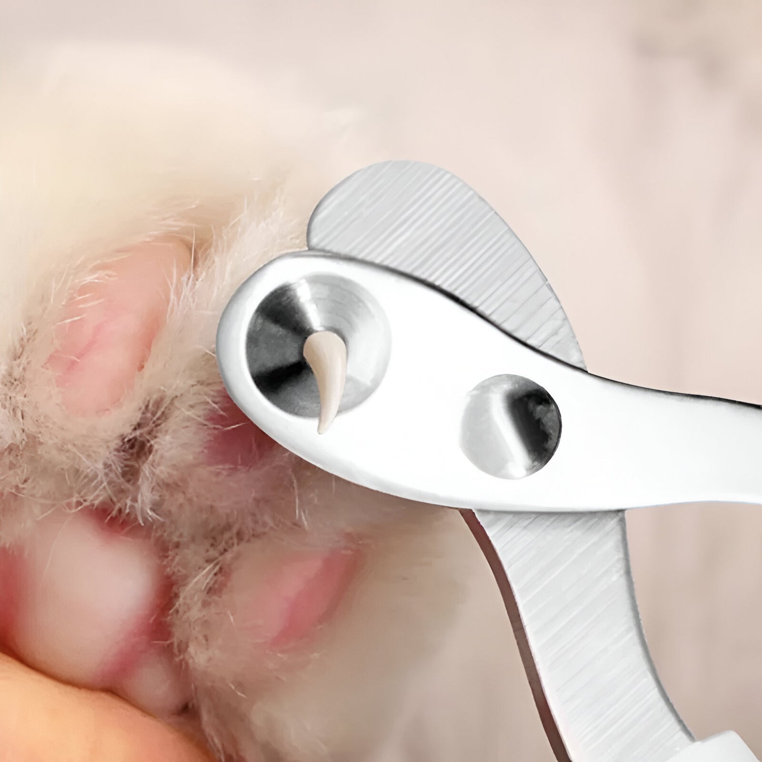 coupe ongle pour chein avec dimensions de la griffe pour les petits chiens. Image produit Boutiquechien
