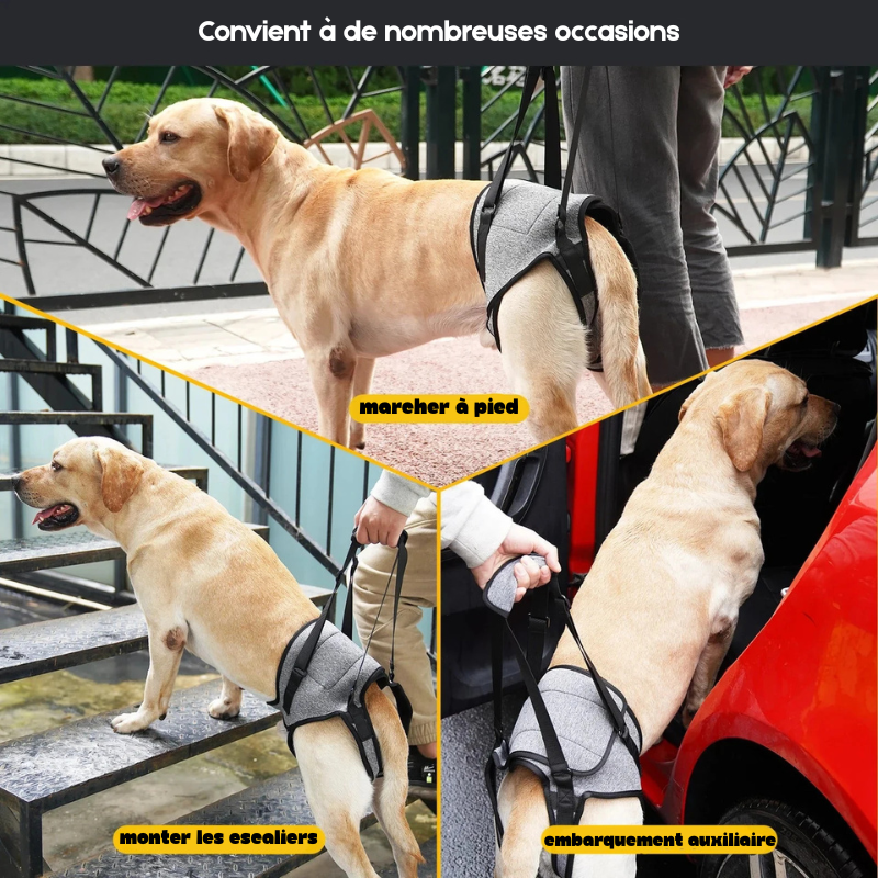 Images de chien avec l'utilisation du harnais de maintien pour chien de couleur gris avec une poignée noir. Le chien se fait aider pour marcher, monter les escaliers et monter en voiture. image produit Boutiquechien Image